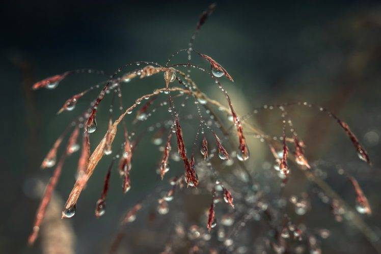 plants, Macro, Water drops HD Wallpaper Desktop Background