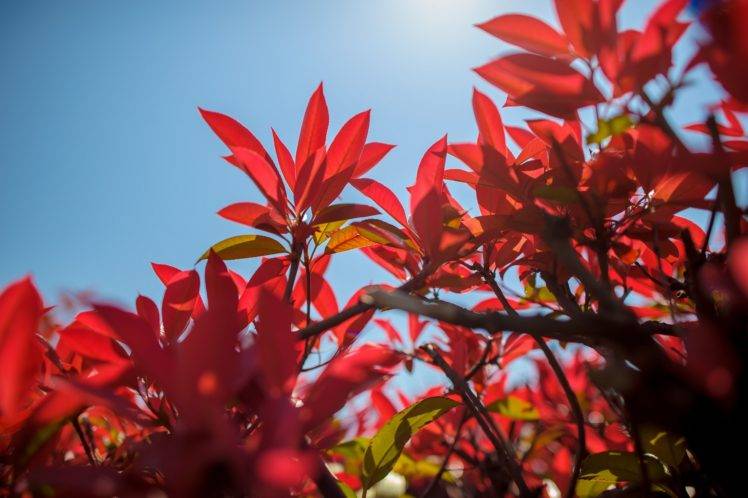 nature, Plants, Leaves HD Wallpaper Desktop Background
