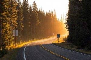 trees, Forest, Road, Sun rays, Nature