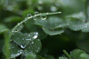 plants, Macro, Water drops, Clovers