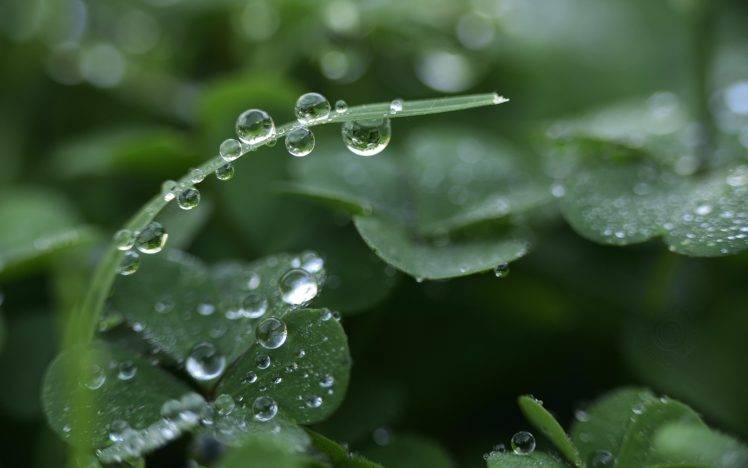 plants, Macro, Water drops, Clovers HD Wallpaper Desktop Background