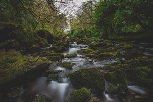 river, Moss, Forest, Nature