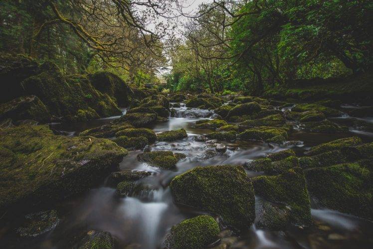 river, Moss, Forest, Nature Wallpapers HD / Desktop and Mobile Backgrounds