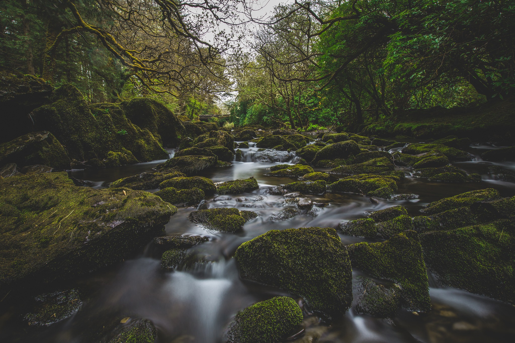 river, Moss, Forest, Nature Wallpaper