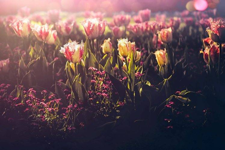 flowers, Plants, Nature HD Wallpaper Desktop Background