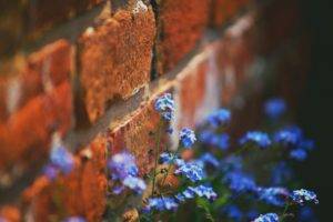 walls, Bricks, Flowers, Plants