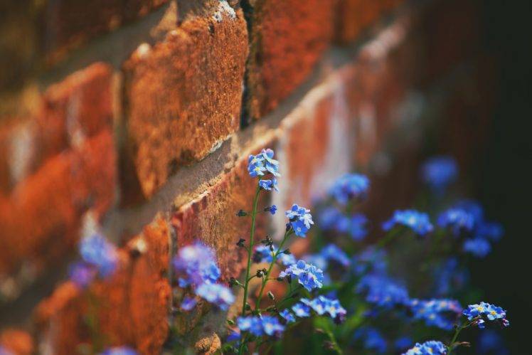 walls, Bricks, Flowers, Plants HD Wallpaper Desktop Background