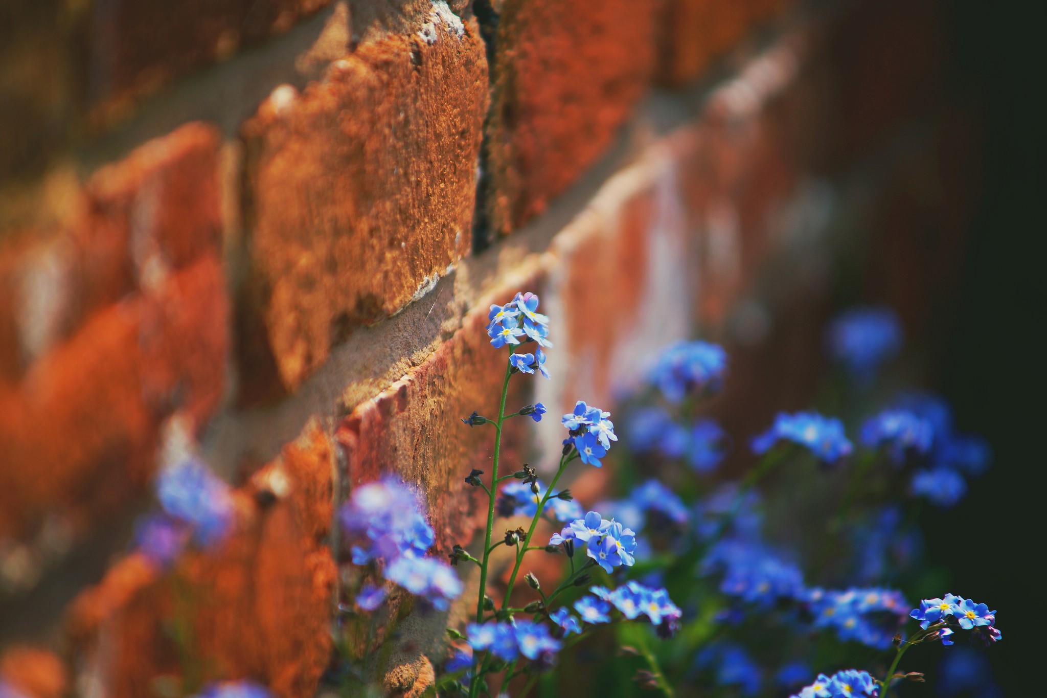 walls, Bricks, Flowers, Plants Wallpaper
