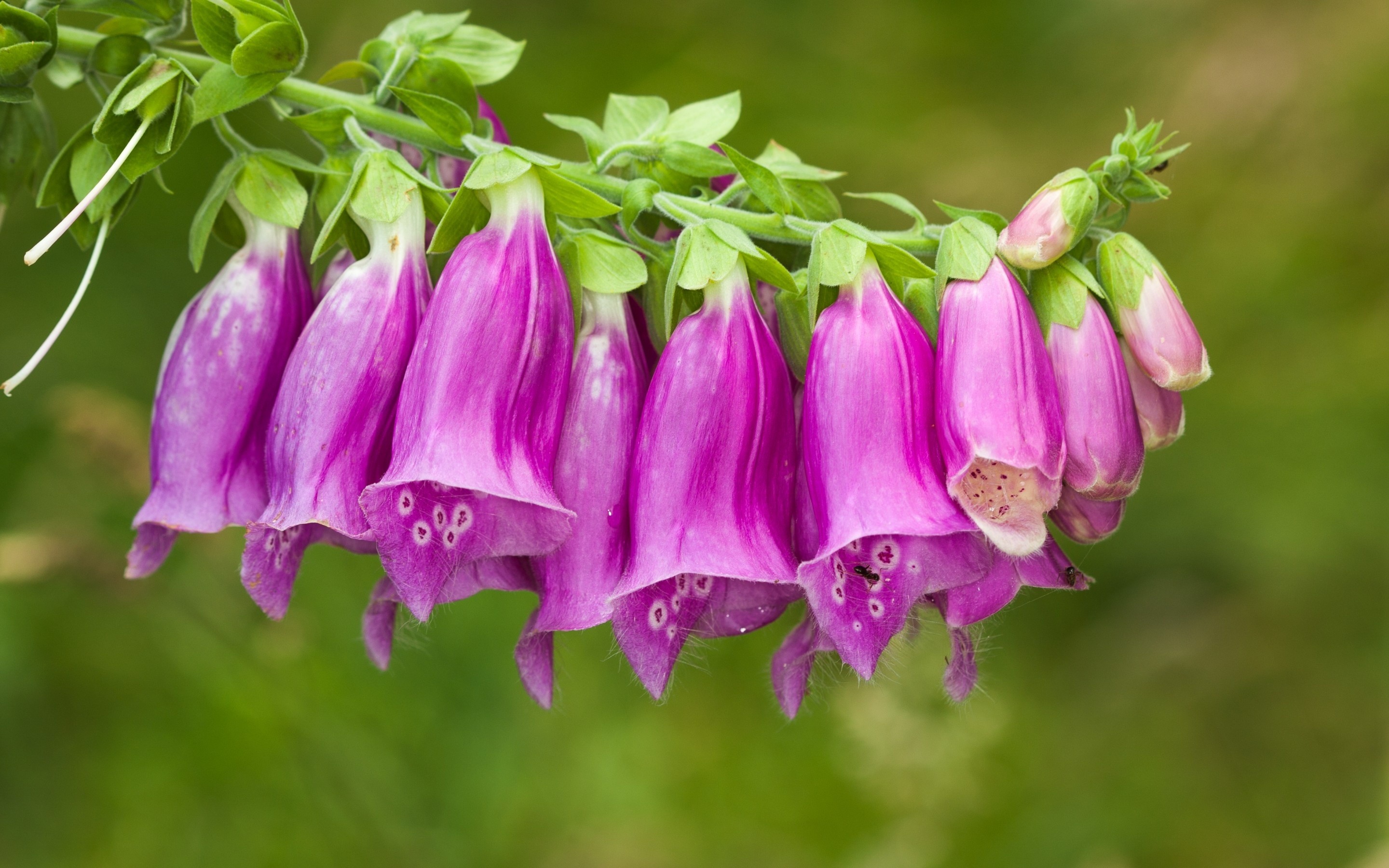 plants, Macro, Flowers Wallpaper