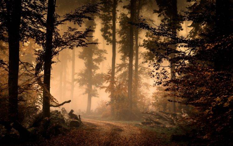 forest, Trees, Path HD Wallpaper Desktop Background