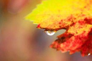 plants, Macro, Water drops, Leaves