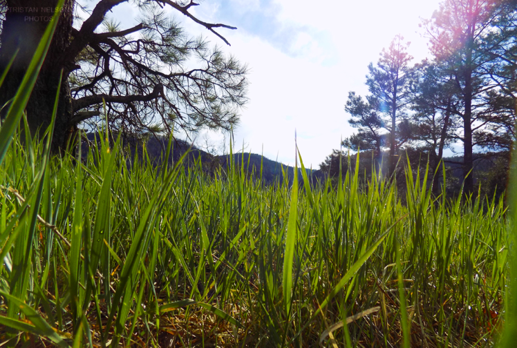 grass, Nature, Natural lighting, Sunlight HD Wallpaper Desktop Background