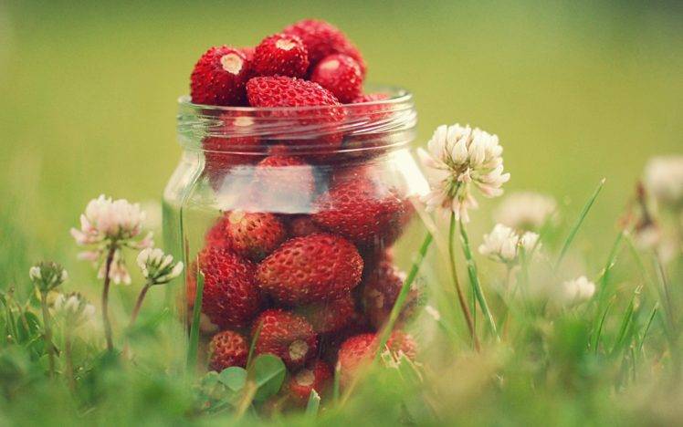 macro, Grass, Strawberries HD Wallpaper Desktop Background