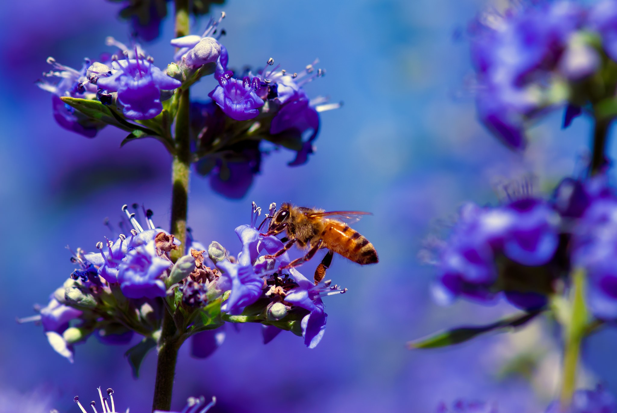 bees, Macro, Flowers Wallpaper