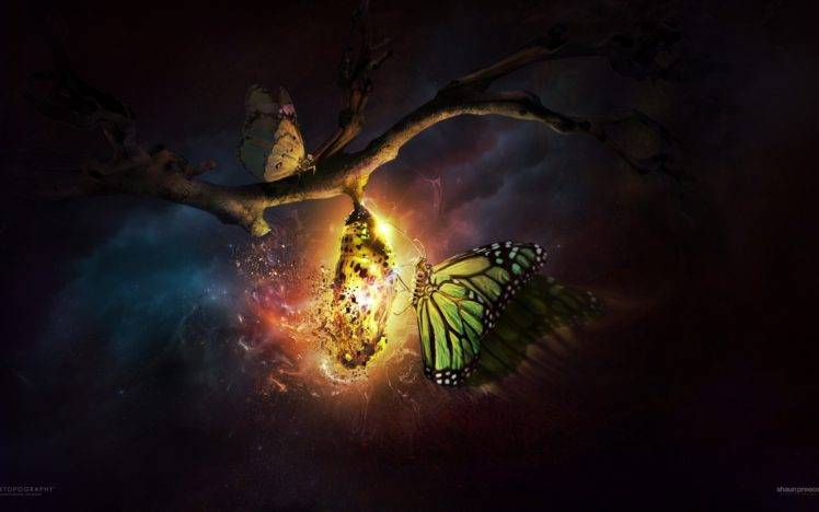 Desktopography, Butterfly, Cocoon, Night, Nature, CGI, Digital art, Glowing, Trees, Sky, Clouds HD Wallpaper Desktop Background