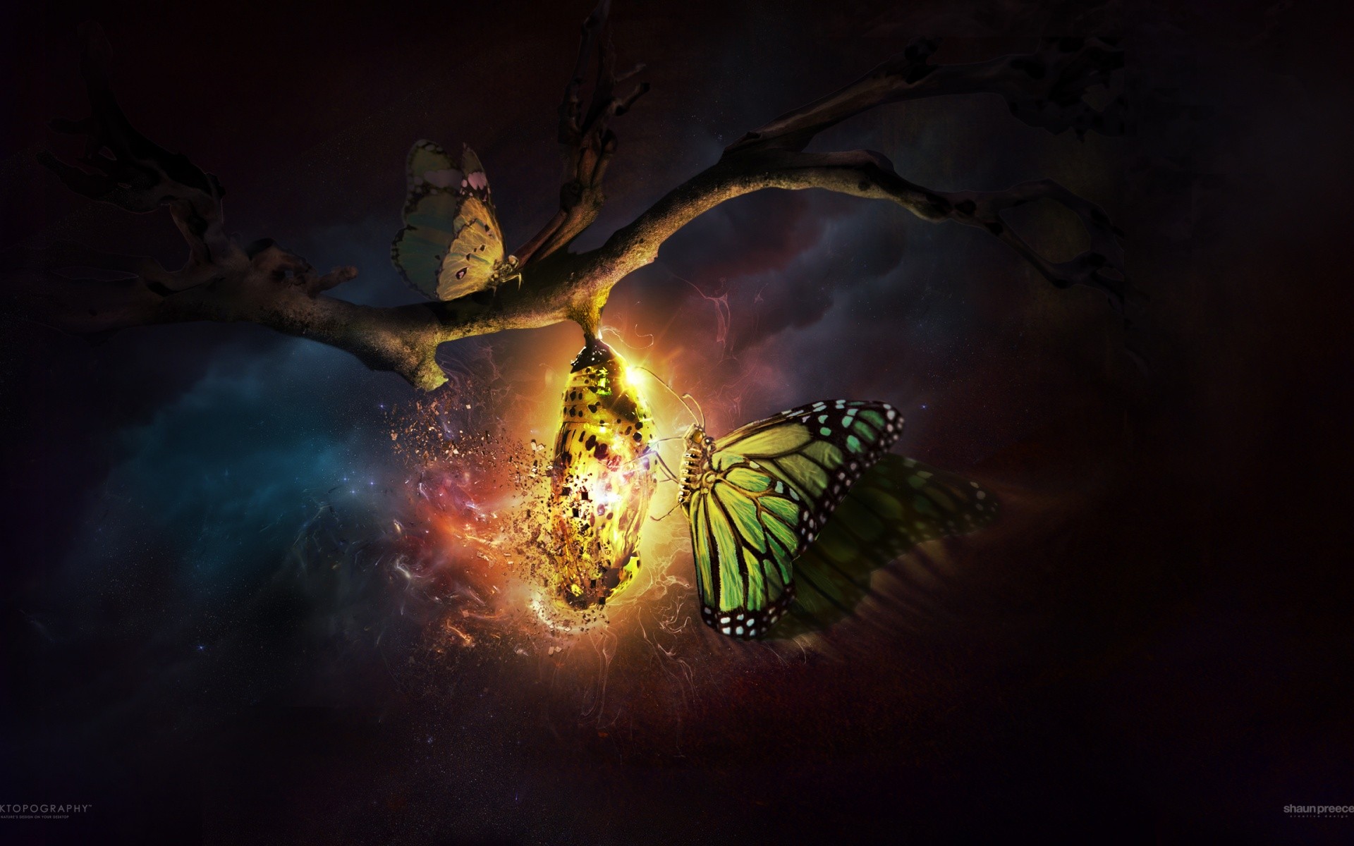 Desktopography, Butterfly, Cocoon, Night, Nature, CGI, Digital art