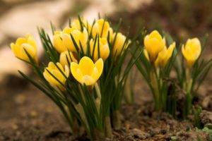 nature, Flowers, Yellow, Closeup, Tulips