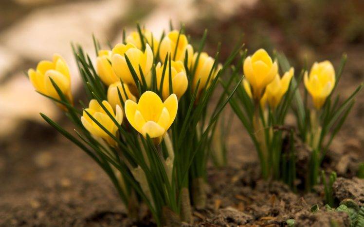 nature, Flowers, Yellow, Closeup, Tulips HD Wallpaper Desktop Background