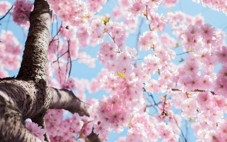 nature, Blossoms, Pink flowers HD Wallpaper Desktop Background