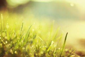 macro, Grass, Dew, Nature