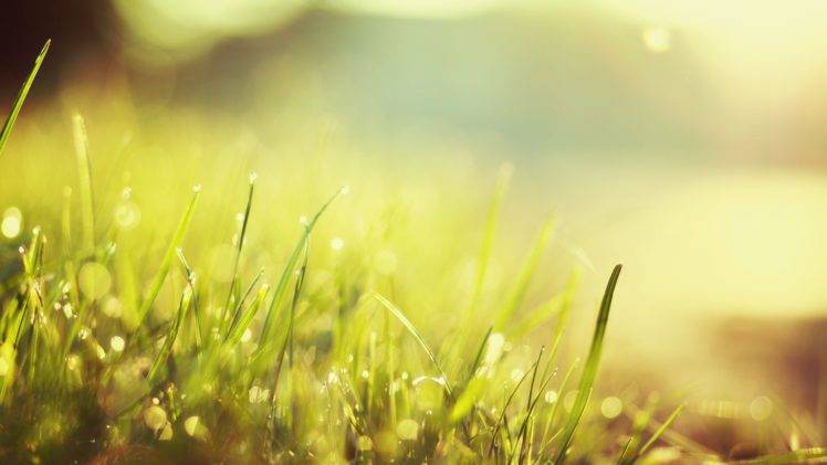 macro, Grass, Dew, Nature HD Wallpaper Desktop Background