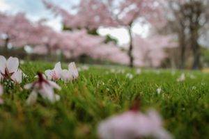 macro, Grass, Cherry blossom
