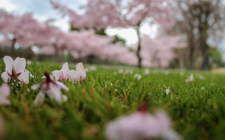 macro, Grass, Cherry blossom HD Wallpaper Desktop Background