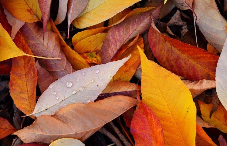 leaves, Nature HD Wallpaper Desktop Background