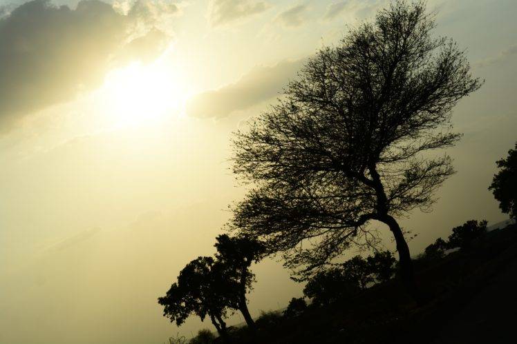 Sun, Trees, Shadow, Sunset, Nature, Environment HD Wallpaper Desktop Background