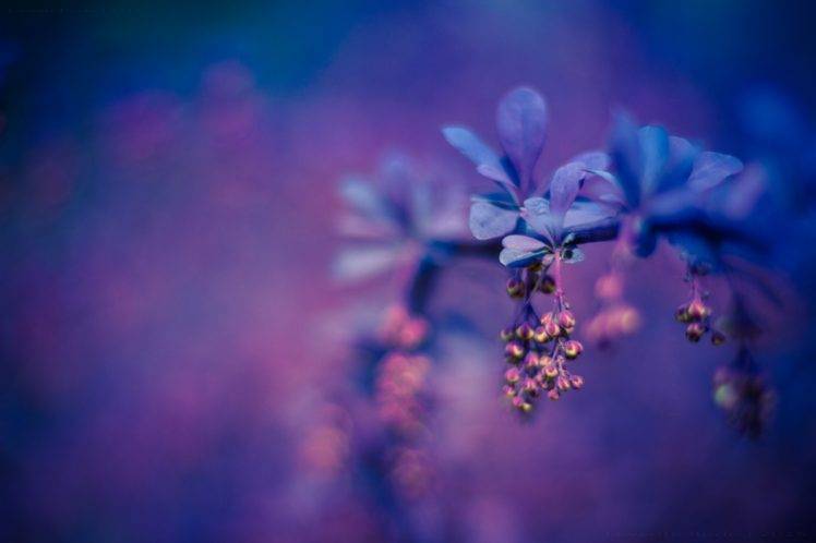 photography, Colorful, Macro, Flowers, Purple HD Wallpaper Desktop Background