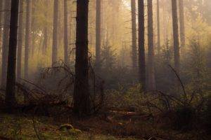 dead, Forest, Trees, Mist
