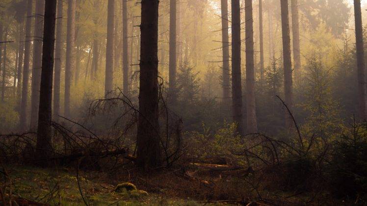 dead, Forest, Trees, Mist HD Wallpaper Desktop Background