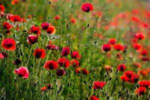 plants, Flowers, Nature, Field, Red flowers