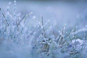 snow, Macro, Grass