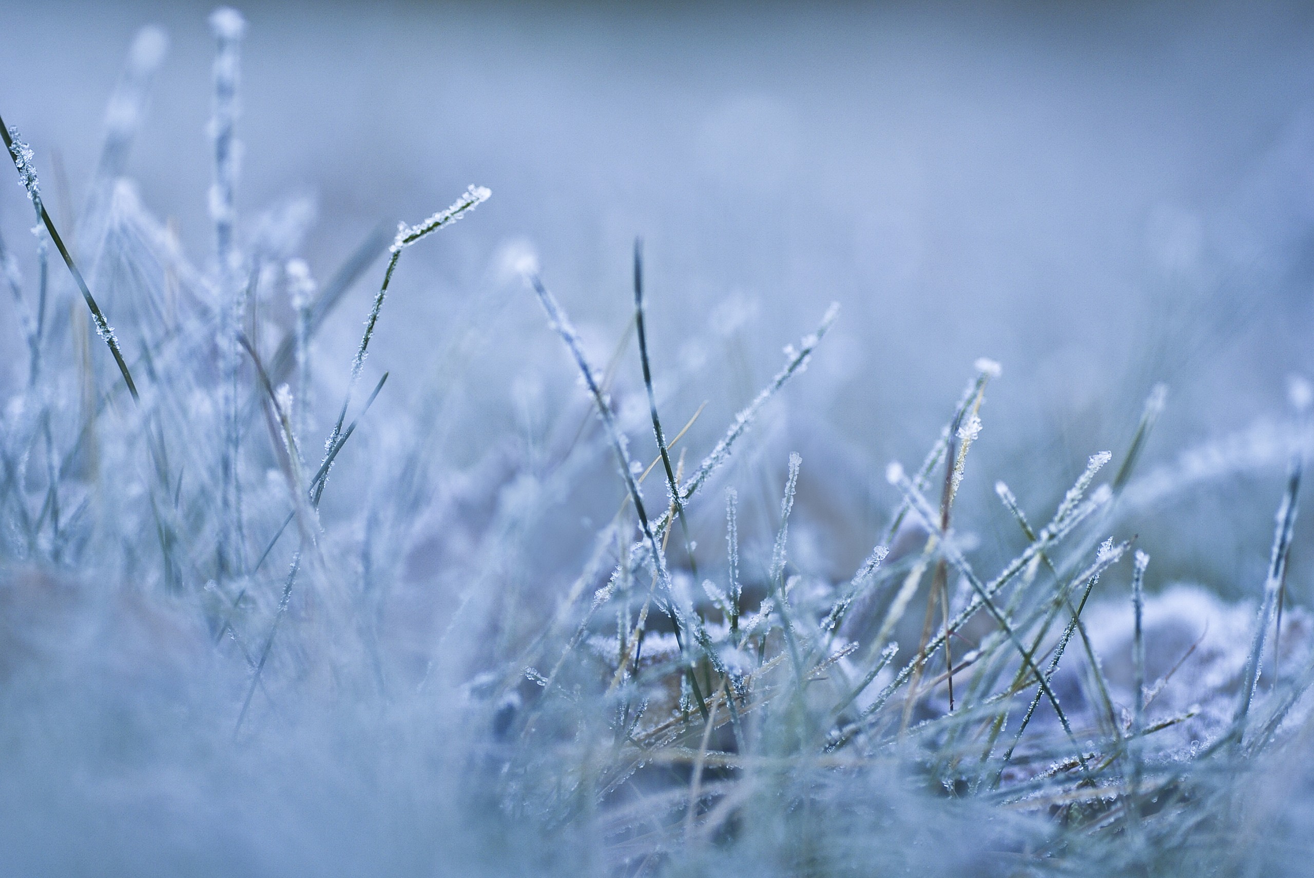 snow, Macro, Grass Wallpaper