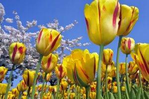 tulips, Nature, Flowers