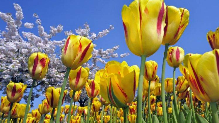 tulips, Nature, Flowers HD Wallpaper Desktop Background