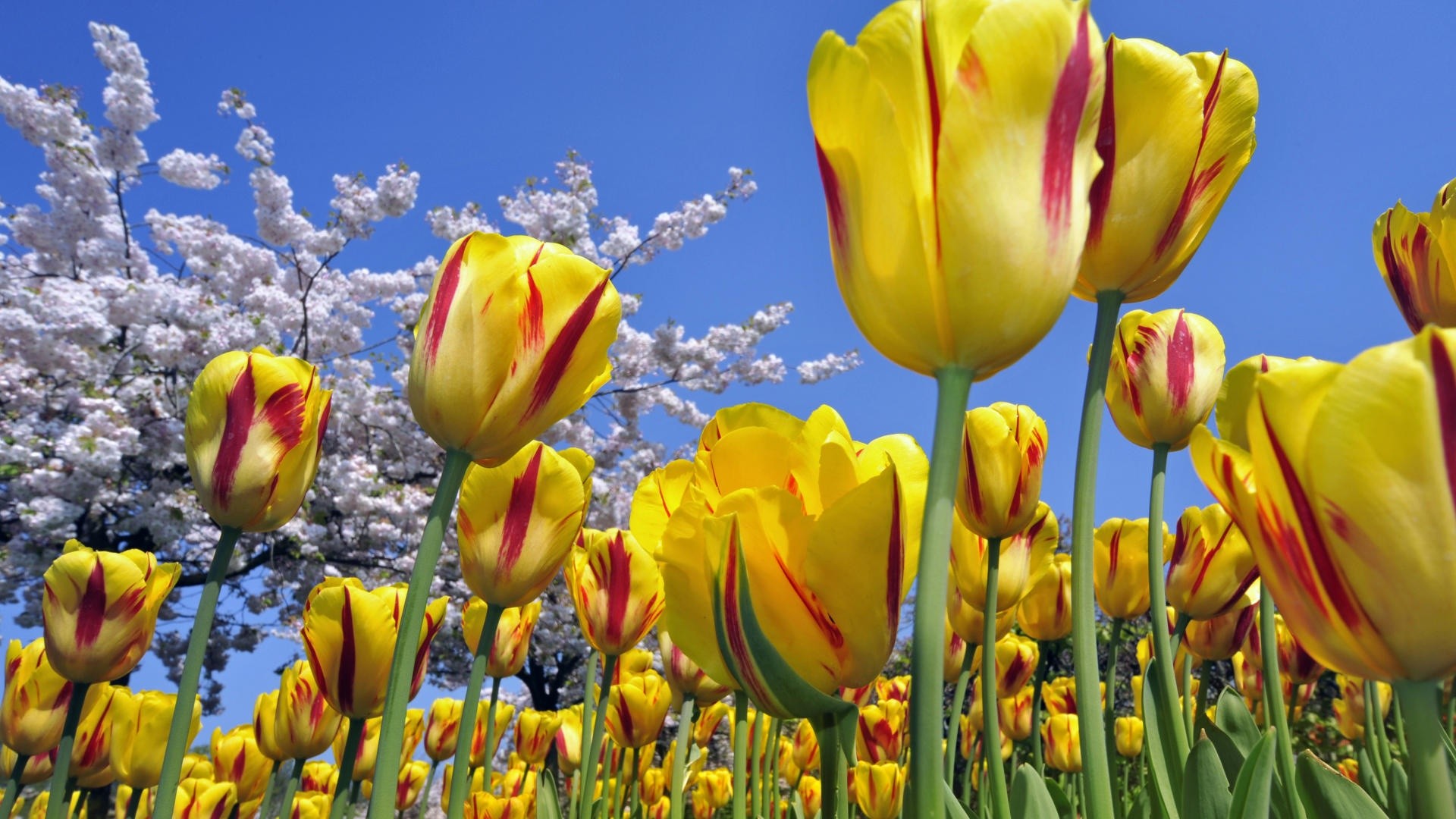 tulips, Nature, Flowers Wallpaper