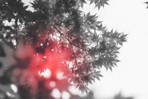 selective coloring, Plants, Branch, Lights, Nature