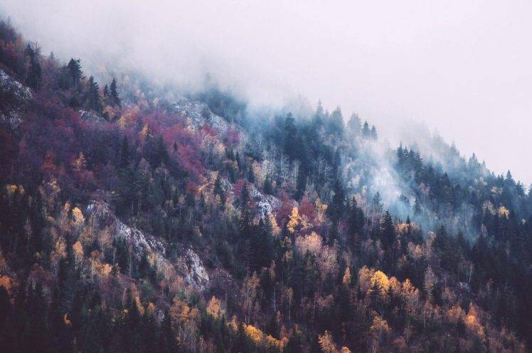 nature, Mountains, Forest HD Wallpaper Desktop Background
