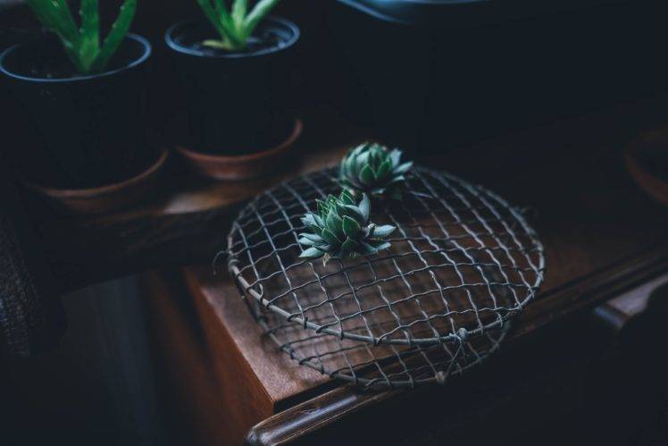 plants, Wooden surface, Vases HD Wallpaper Desktop Background