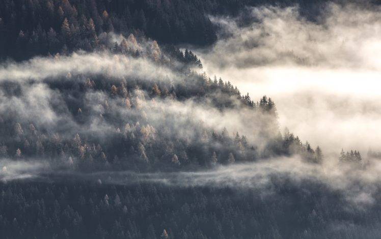 forest, Mist, Clouds, Trees HD Wallpaper Desktop Background