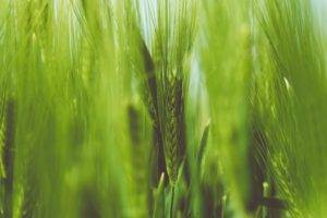 nature, Plants, Wheat