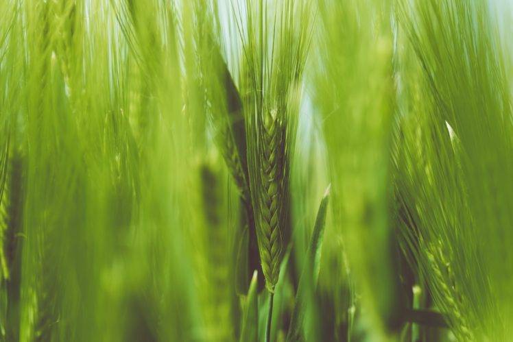 nature, Plants, Wheat HD Wallpaper Desktop Background