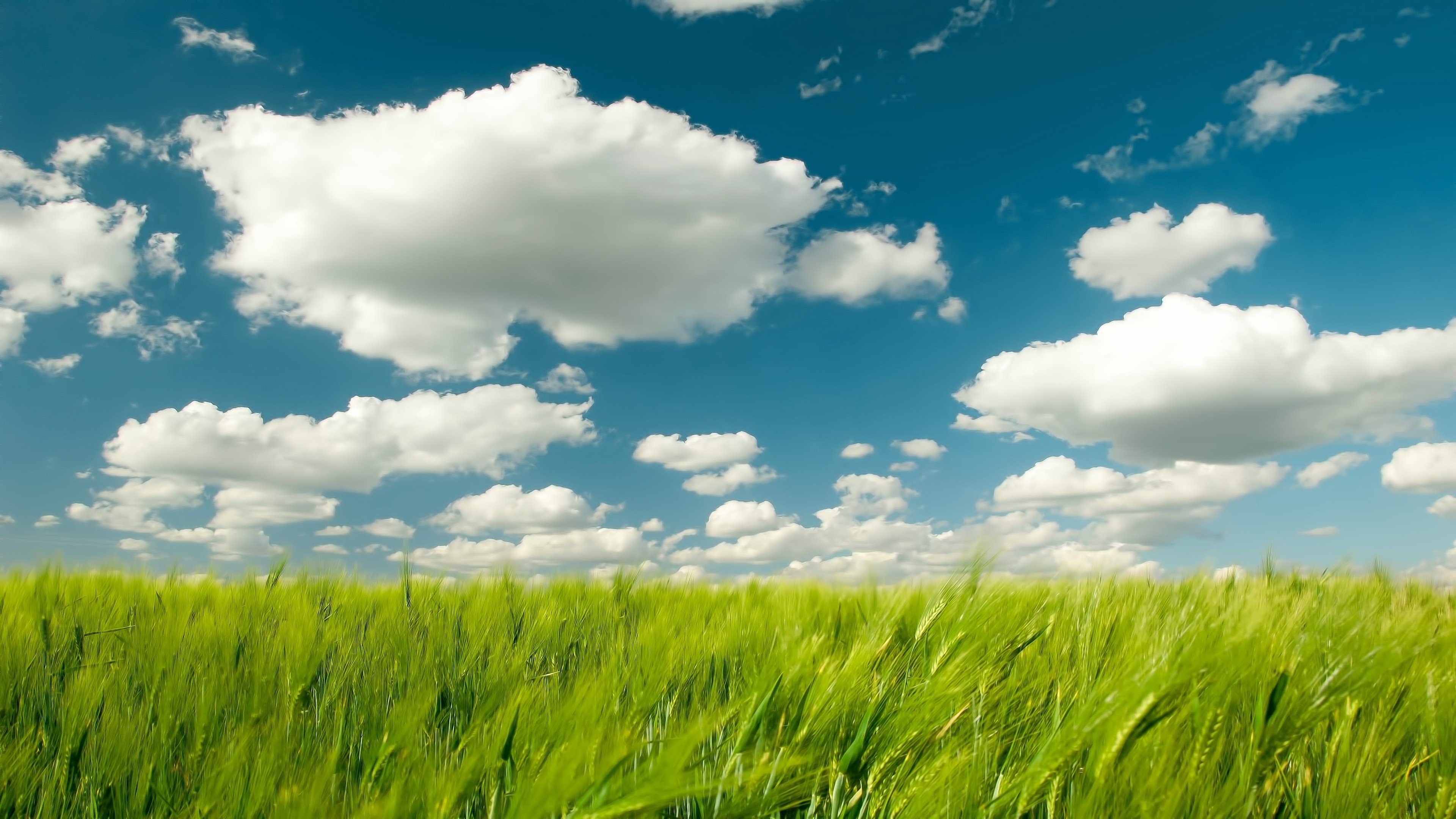 nature Wallpaper