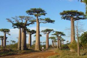 Africa, Trees, Baobabs, Nature