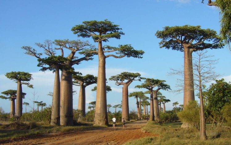Africa, Trees, Baobabs, Nature HD Wallpaper Desktop Background