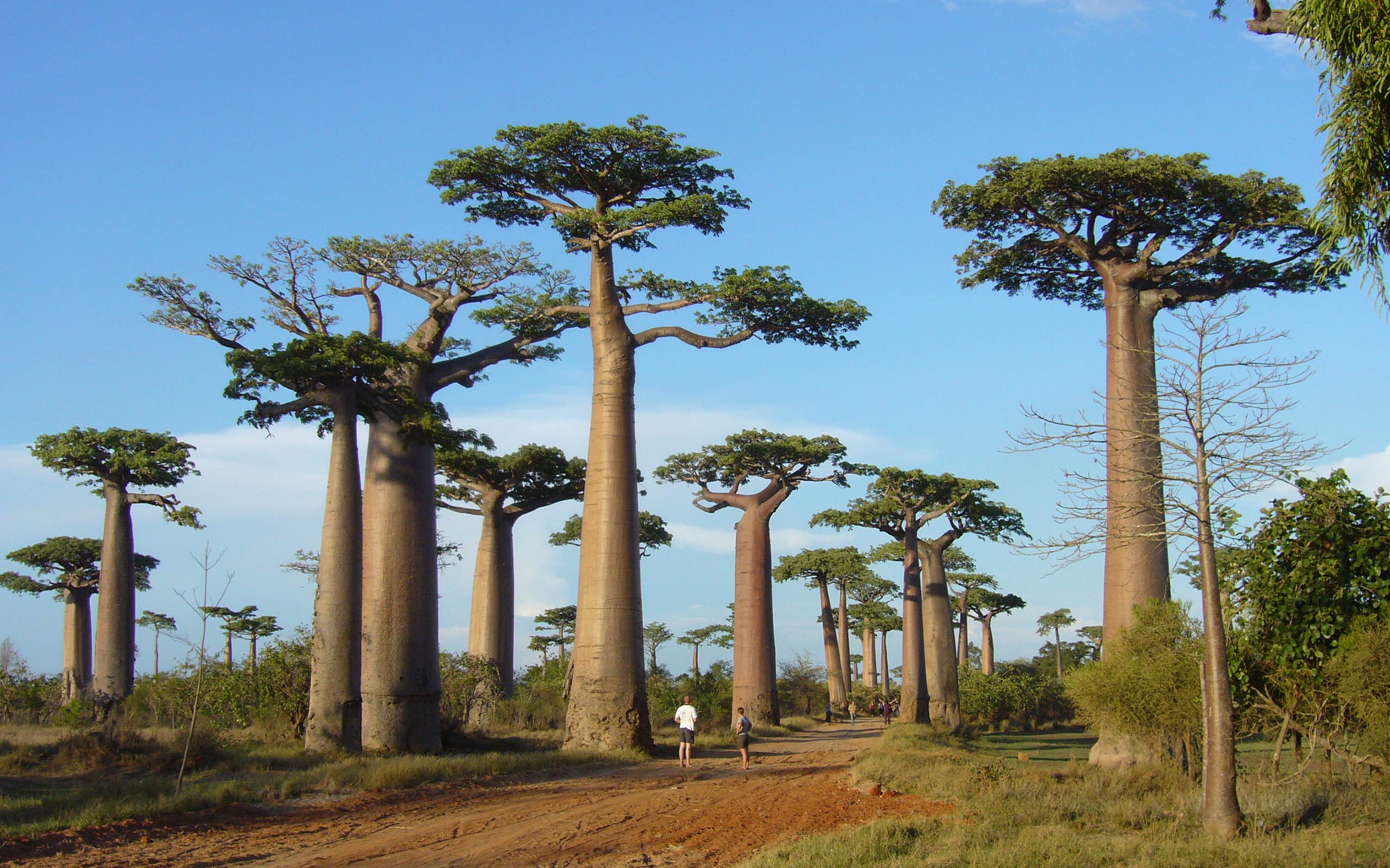 Africa, Trees, Baobabs, Nature Wallpaper