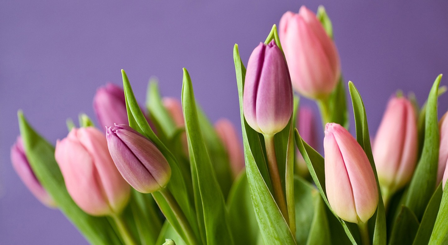 flowers, Tulips Wallpaper