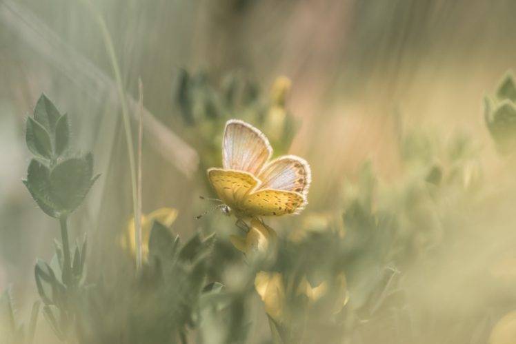 macro, Butterfly, Plants, Leaves HD Wallpaper Desktop Background